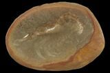 Fossil Shrimp (Lobetelson) - Illinois #120897-1
